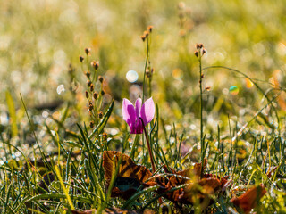 Cyclamen & Co. A light pink Cyclamen flower lies on the wet grass and other friends, while enjoying the warm morning sun.