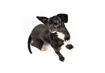 obedient small dog sitting and still on white isolated background