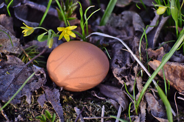 easter egg in the grass
