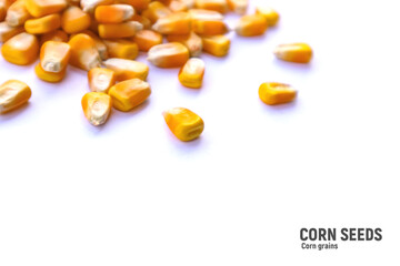 Heap of raw corns seeds, maize or sweetcorn kernels isolated on white. Selective focus