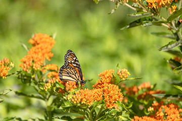 Monarch nectaring on butterfly weed, a host plant for monarch larva