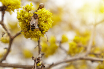 Dogwood or european cornel tree branches springtime in bloom, Cornelian cherry with yellow flowers in sunlight. Selective focus with copy space