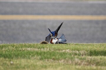 two male bluebirds fighting over territory in springtime