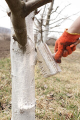 Girl whitewashing a tree trunk in a spring garden. Whitewash of spring trees, protection from insects and pests.