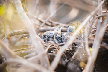 Baby bird dove in bird nest