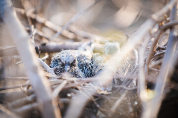 Baby bird dove in bird nest