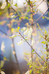 Flower with out of focus bokeh background