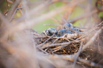 Baby dove birds in nest