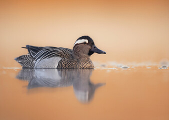 Garganey bird ( Spatula querquedula ) close up - male