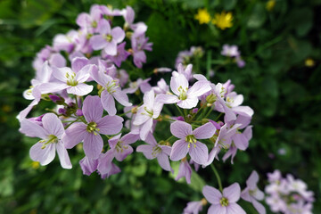 Wiesenschaumkraut, Wiesen-Schaumkraut (Cardamine pratensis)
