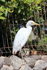 Kuhreiher (Bubulcus ibis)