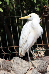 Kuhreiher (Bubulcus ibis)