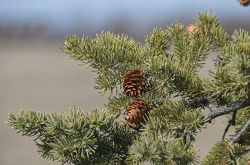 Pine Tree Branches with Cones