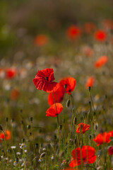 Klatschmohn mit Tautropfen