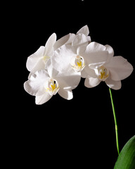 Fototapeta na wymiar A branch of a blooming white orchid on a black background, backlit. selective focus