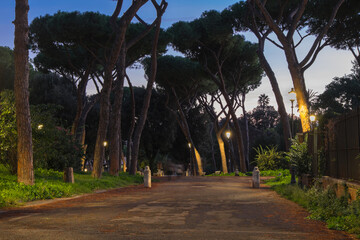 Road in a park at dusk with pine trees on both sides. Shot on a long exposure with blurred figures of people visible