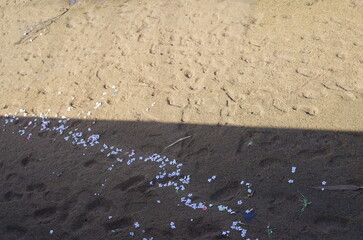 砂浜に散った桜の花びら