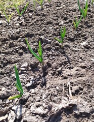 Young onion sprouts are growing from the soil with sunlight.