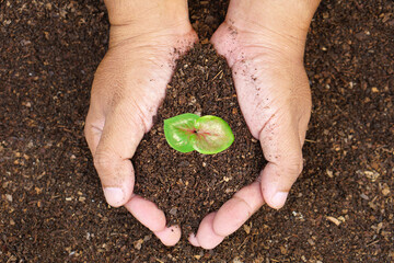 closeup hand of person holding abundance soil with young plant in hand for agriculture or planting peach nature concept.