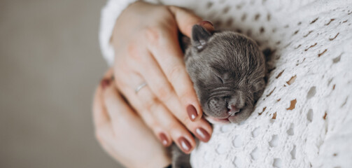 Small newborn puppy in female hands. A beautiful and cute puppy in her arms. American boule puppy....