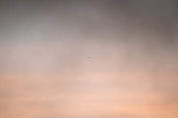 birds in the sky