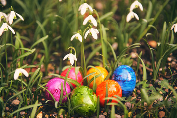 Colorful eggs lying between snowdrops, easter background