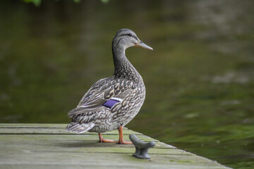 Duck on Dock
