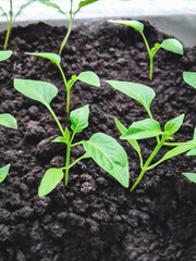 Growing sweet pepper seedlings in dark organic soil. Young seedlings close up