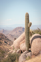 cactus in the desert