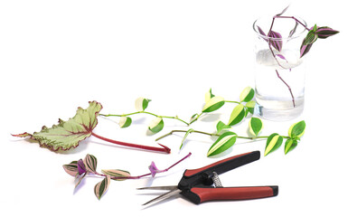 Arrangement of the ready for rooting cuttings of house plants and the secateur in the foreground
