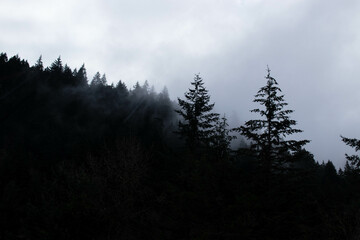 fog in the mountains