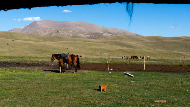 Horse in the field, voew from the Yury, Kirguist&aacute;n 