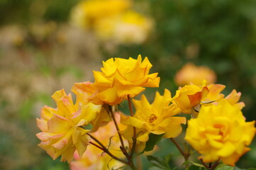 太陽の光を浴びて咲き誇るバラ園の気品漂う黄色い薔薇の花