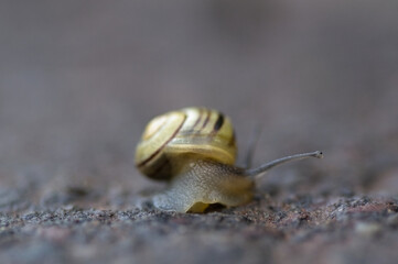 Close-up of a snail advancing on gravel
