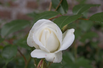 White rose with closed petals. Close-up picture of a single flower.