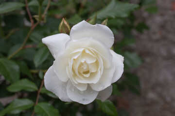 White rose with rain droplets. Close-up picture of a single flowers with dew drops on the petals.