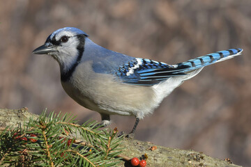 Bluejay on a log