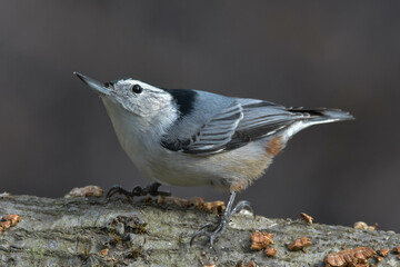 White-breasted nuthatch on a log.