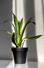 Sansevieria plant in a modern put on a wooden table against a white wall. Home plant Sansevieria trifa.