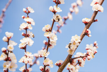 Apricot blossom with bees gathering nectar