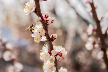 Apricot blossom with bees gathering nectar