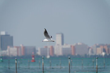Fototapeta na wymiar black headed gull in a sea