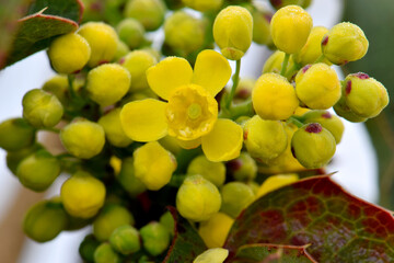 Oregon Grape Yellow Blossoms 02