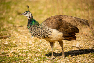 A single peacock, peacock with colorful feathers