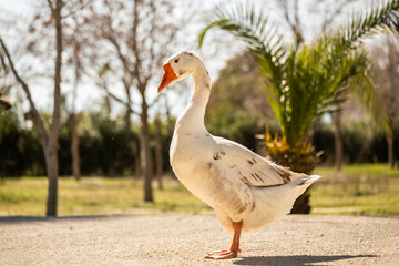 A solitary Chinese goose. A goose on the farm