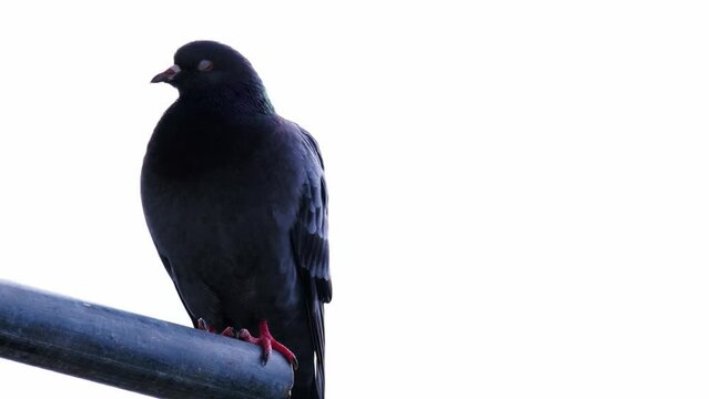 Feral pigeons, Columba livia domestica, street pigeons sits on a metal structure, concept ornithology, birds of Germany, fauna natural zones temperate of europe, nature protection