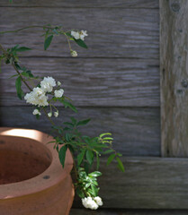 White Lady Banks Climbing Rose with rustic cedar wood plank background and empty clay pot in foreground