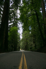 Fototapeta premium road in the redwoods