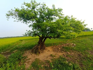 tree in the field, neural tree