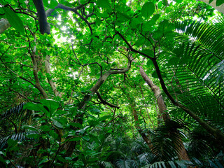 石垣島のジャングル